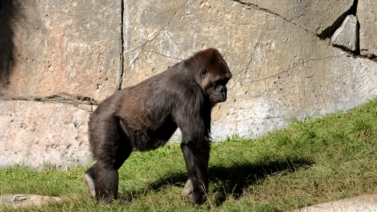 Două gorile de la o grădină zoologică din California au fost depistate cu COVID-19