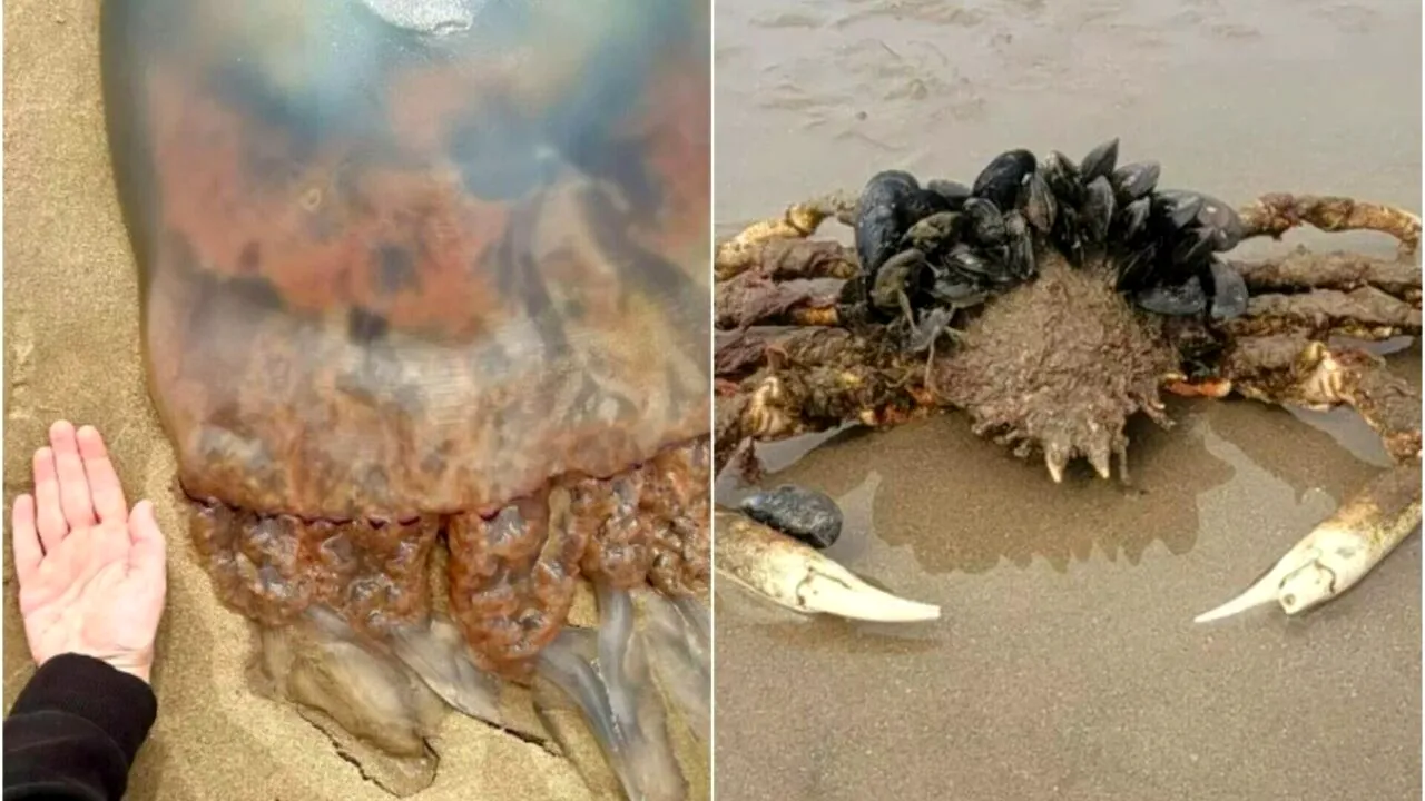 Creaturi URIAȘE descoperite pe o plajă. Turiștii sunt înspăimântați: „Nu mai intru în apă”