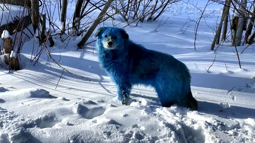 Câini albaștri în Rusia. Fotografiile au devenit virale. Este investigată o uzină chimică