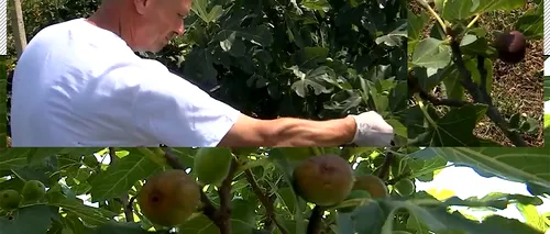 VIDEO. Afacerea cu care un bărbat din Buzău a dat lovitura. Cultivă fructe pe care le vinde cu 25 de lei kilogramul. „Producția e dublă”