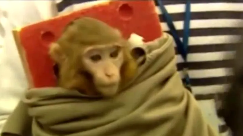 Iranul spune că a trimis o a doua maimuță în spațiu