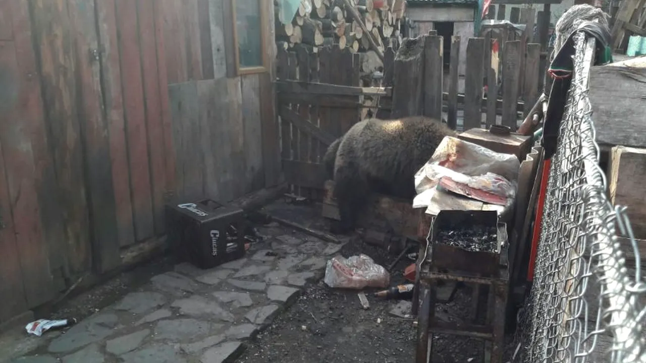 O fetiță din Mureș, zgâriată de urs în grădina casei sale. Animalul a fost tranchilizat