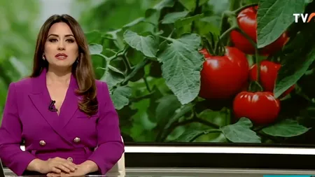 Piețele românești, mai pline de roșii! Inspectorii le verifică dacă conțin pesticide peste limita legală