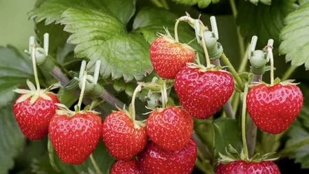 INCREDIBIL cu cât se vând căpșunile de toamnă / Cum a revoluționat modul în care se cultivă aceste fructe o fostă studentă la Agronomie