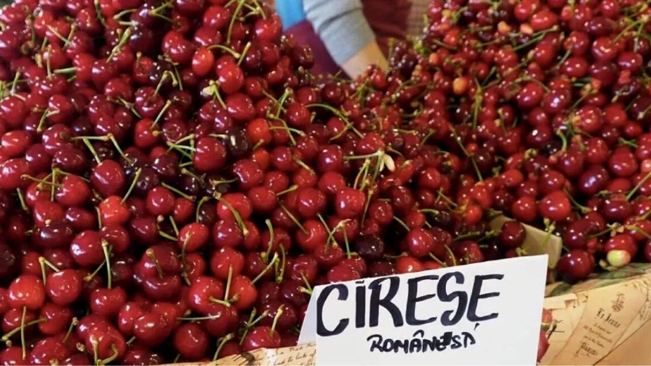 Au apărut primele CIREȘE românești! Cu ce preț se vând acum, în aprilie 2024