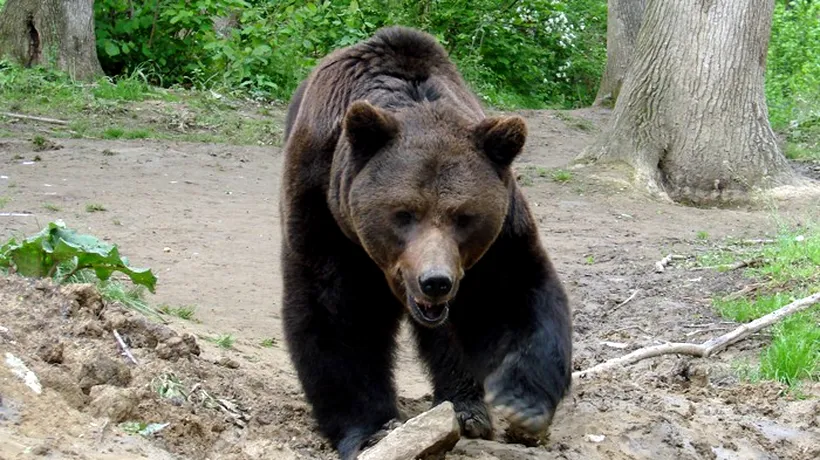 Camera Deputaților a adoptat proiectul care prevede despăgubirea în cazul daunelor provocate de urși