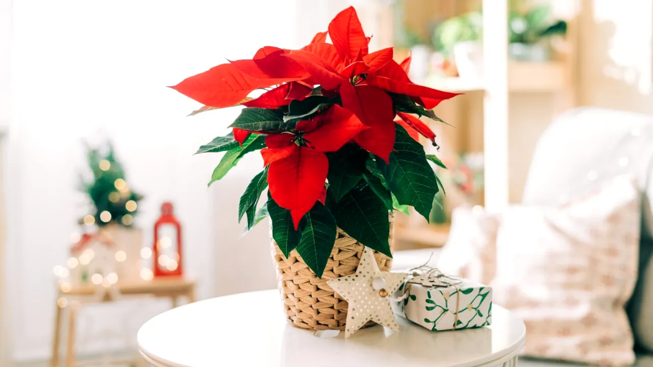 Unde nu trebuie așezată niciodată în casă Crăciunița, celebra floare din perioada sărbătorilor de iarnă. Ce spun principiile Feng Shui