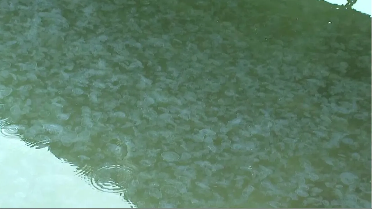 Portul Tomis Turistic din Constanța s-a umplut de MEDUZE. Specialiștii au oferit explicații despre fenomen