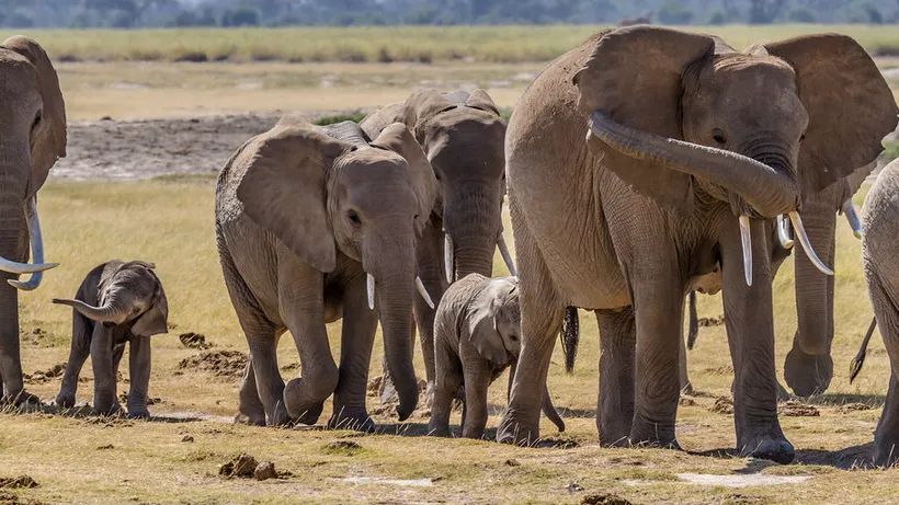 Turmă de elefanți migratori din China, pornită într-o călătorie de 500 de kilometri (VIDEO)