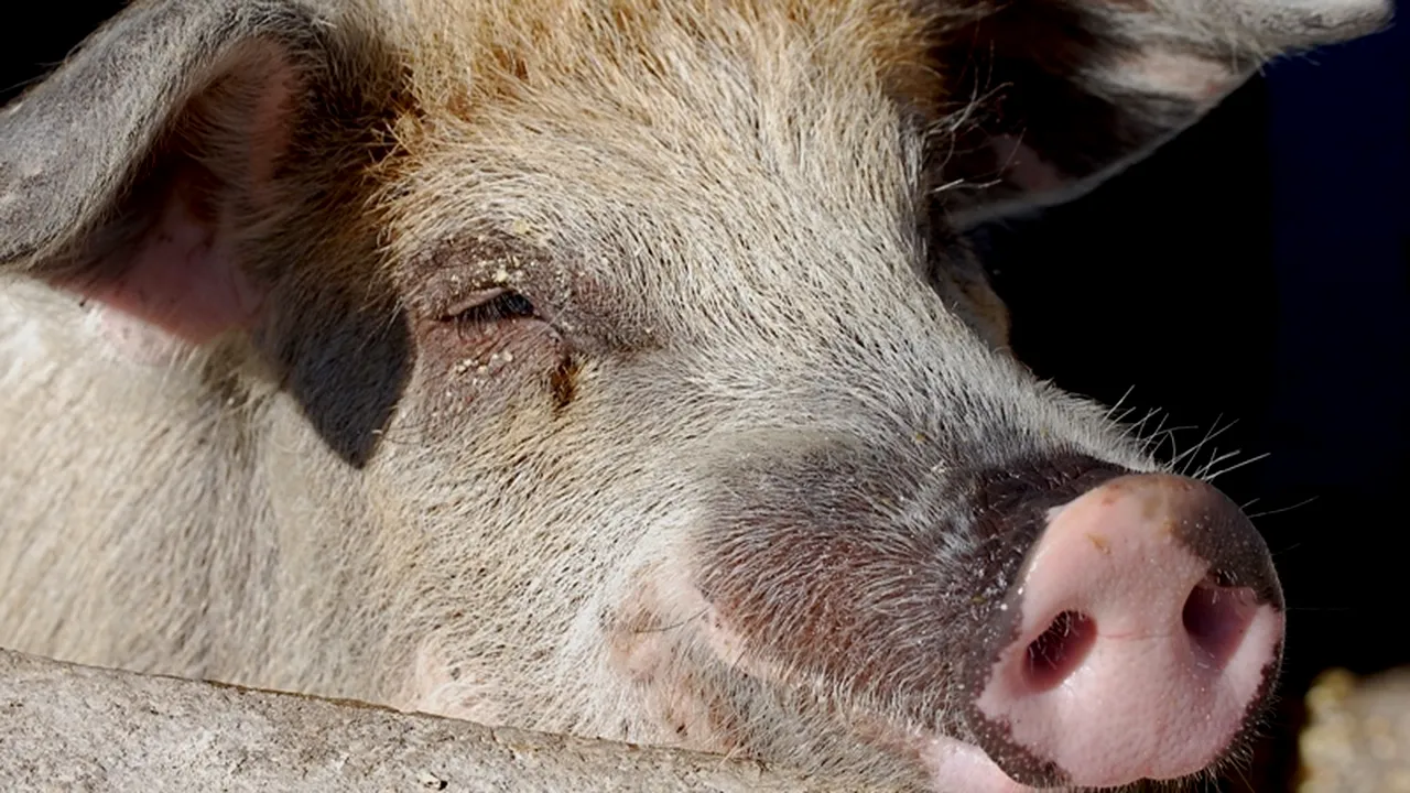 ALERTĂ în SUA. Zeci de cazuri de gripă porcină în apropiere de Chicago