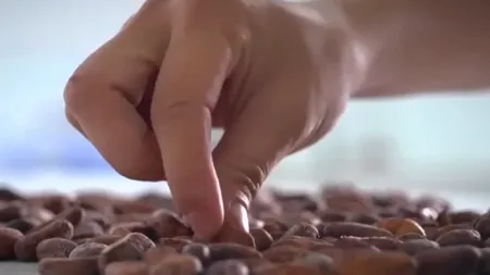 Scumpirea boabelor de cacao afectează piața dulciurilor: Ciocolata a început să fie subțiată sau înlocuită cu diverse creme de fructe
