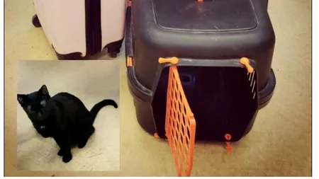 Polițiștii din București caută proprietarul unei pisici negre și al unui troller, găsite abandonate pe Calea Victoriei