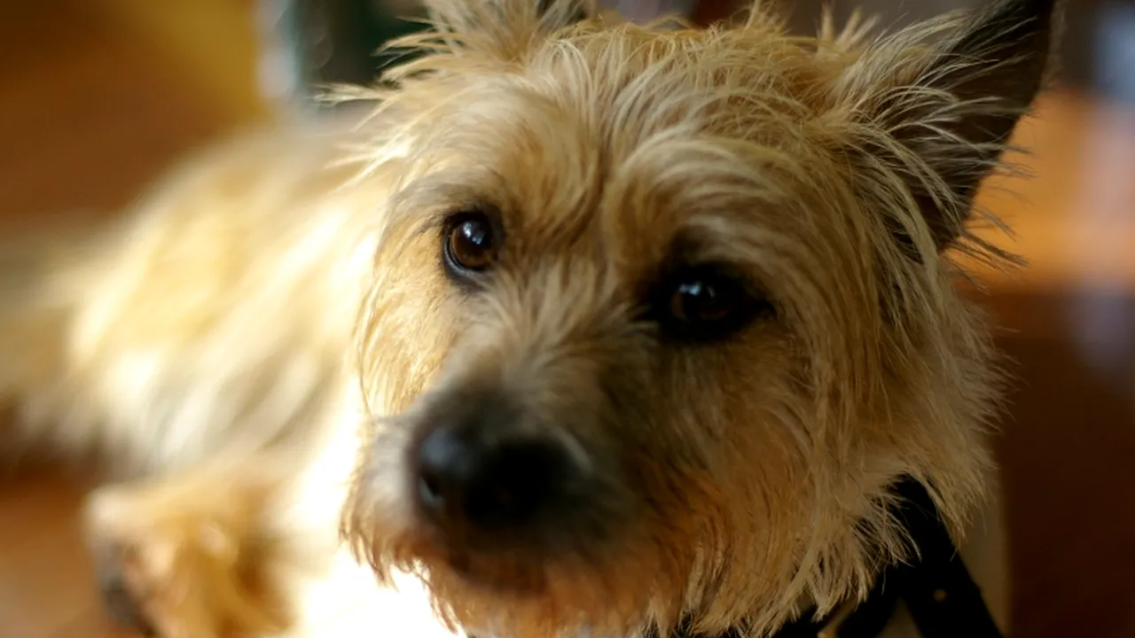 Ce efect are asupra somnului prezența unui câine în pat