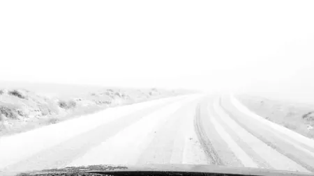 Ninge abundent în zonele montane din județele Gorj și Vâlcea