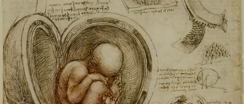 GALERIE FOTO. Mai multe de schițe ale lui da Vinci despre corpul uman, expuse în premieră la Buckingham Palace