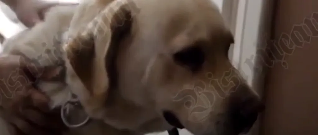 Povestea emoționantă a labradorului care încă își așteaptă stăpânul ucis într-un cumplit accident! „Îi tot curg lacrimi și tot îl caută”- VIDEO