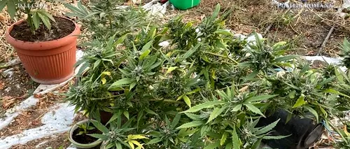 FOTO-VIDEO. Grădină de cannabis, descoperită de procurorii DIICOT, într-o comună din județul Olt / Un tânăr de 27 de ani a fost reținut