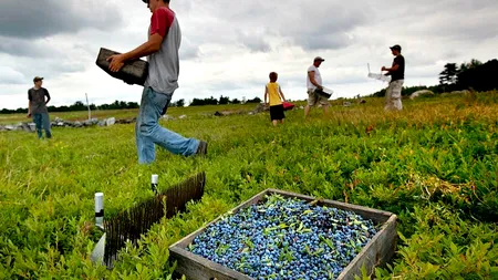 CONDIȚIE. Un anunț publicat pe site-ul Guvernului din Marea Britane solicită vorbirea limbii române sau a limbii bulgare