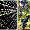 <span style='background-color: #dd9933; color: #fff; ' class='highlight text-uppercase'>ACTUALITATE</span> Pietro Pittaro, un viticultor italian, și-a lăsat podgoriile și cramele moștenire angajaților