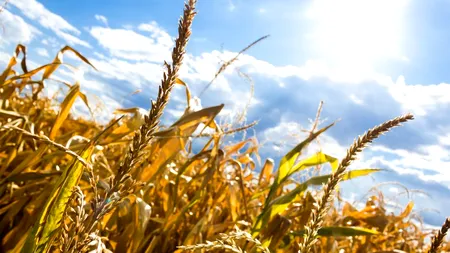 CRIZĂ | Top trei dificultăți cu care se confruntă agricultura pe vremea pandemiei de COVID-19