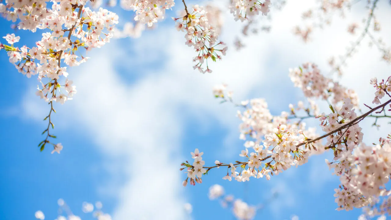 Primăvara a venit mai devreme în România! În ce zone anunță meteorologii temperaturi de 20 de grade