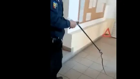 VIDEO | Angajații unei stații ITP din Drobeta Turnu Severin s-au trezit cu un șarpe în imobil. Jandarmii au acționat imediat