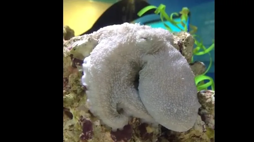 O caracatiță și-a schimbat culoarea în timp ce dormea, iar cercetătorii nu știu exact de ce | VIDEO