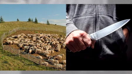 Scene din Miorița la o stână județul Sibiu. Un cioban și-a omorât confratele cu o bâtă