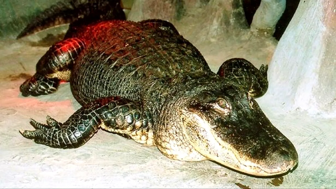 MOSCOVA. Aligatorul, în vârstă de 84 de ani, „ținut ca animal de companie de Adolf Hitler” a murit în grădina zoologică din Moscova: Saturn este o întreagă epocă pentru noi.