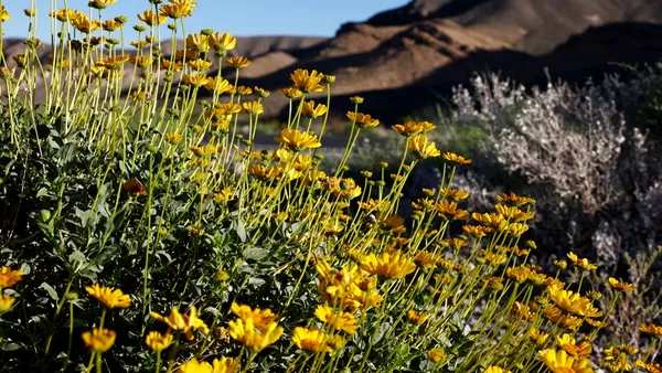 Valea Morții a înflorit spectaculos: cel mai frumos peisaj din ultimul deceniu