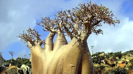GALERIE FOTO dintr-o lume dispărută: cum arată insula Socotra, unul dintre cele mai izolate locuri din lume