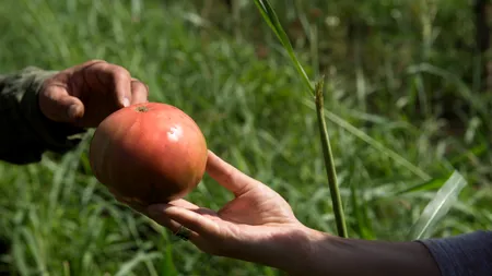 Harta Online a Fermelor Românești: De unde poți mânca bio, direct de la producător