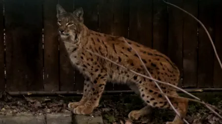 Un râs de 23 de kilograme, capturat în Carpați pentru a-și salva specia