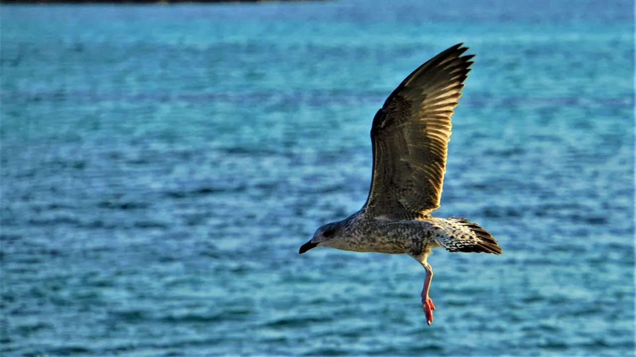 ONU: Riscăm să locuim într-o lume pustie. „Viața oamenilor depinde de biodiversitate