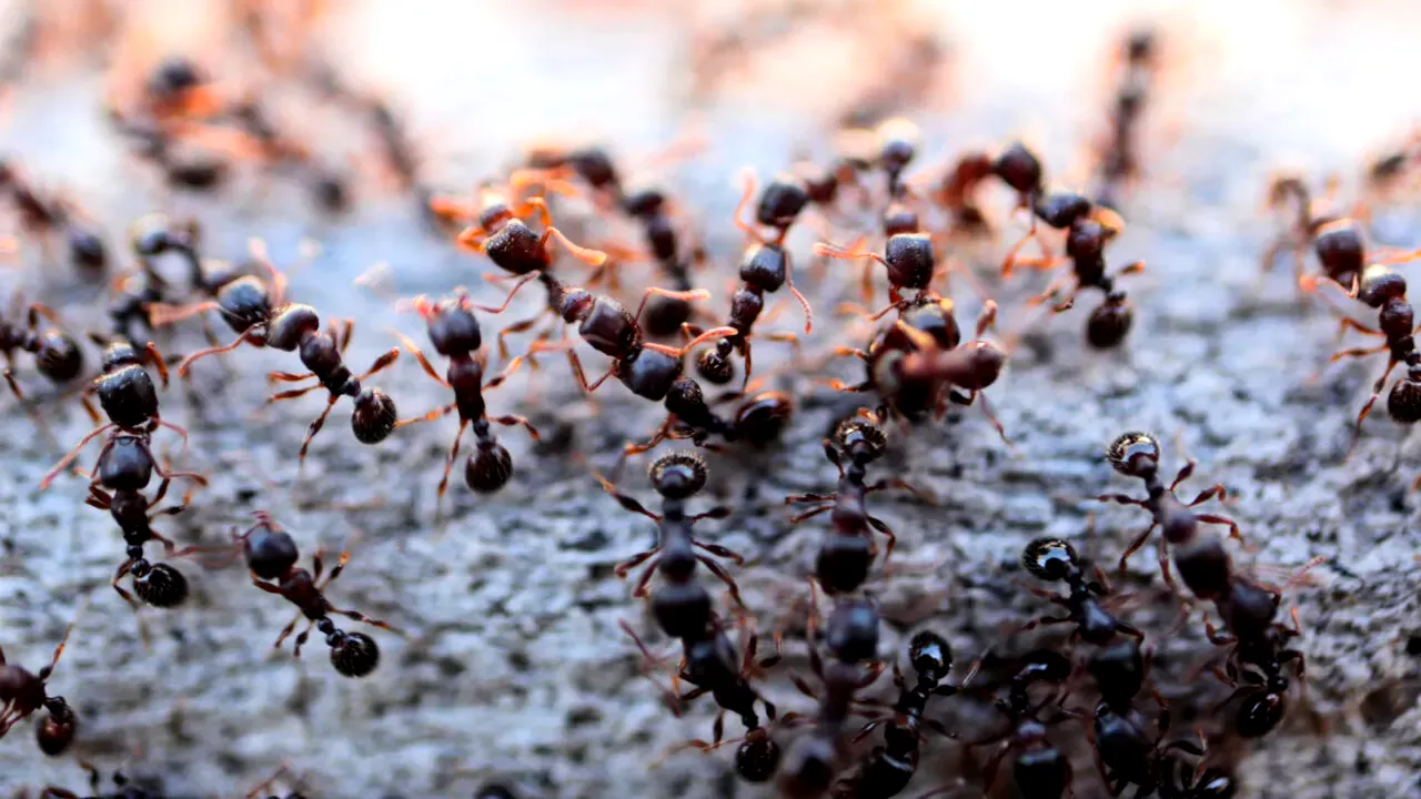 Un chinez a fost arestat pentru că a încercat să scoată din Kenya mii de furnici dintr-o specie rară. Unde le ascunsese bărbatul