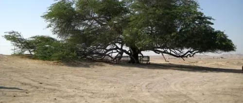 Copacul care crește singur de 400 de ani, în mijlocul deșertului