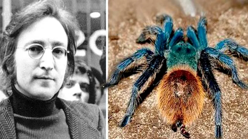 O specie de tarantule a fost botezată după John Lennon