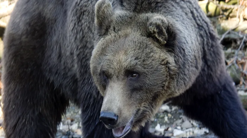 Intervenție a jandarmilor la Cota 1400, după ce un grup de turiști s-a refugiat într-un schit de frica unei ursoaice