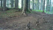 VIDEO | „Grupa mică în acțiune”. Imagini foarte rare cu șase pui de lup, la plimbare cu părinții, în Parcul Național Semenic