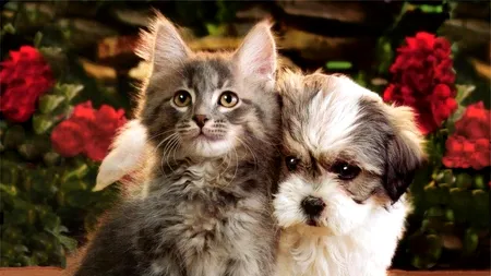 De ce animalele pot reprezenta o adevărată terapie pentru oameni