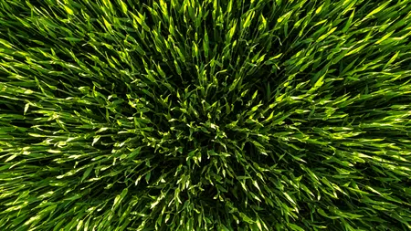 De ce nu e bine să tai GAZONUL în iulie. Specialiștii în horticultură spun că vei vedea imediat efectele