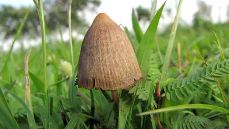 Ciupercile halucinogene, tratament împotriva depresiei severe