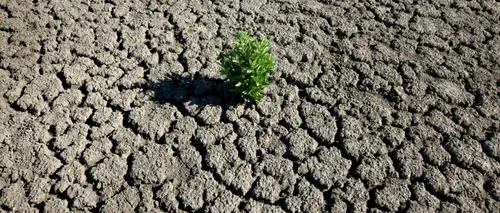 SECETĂ. Fermierii cu suprafețe declarate calamitate din cauza lipsei apei în sol vor primi o sumă forfetară. Vom avea deșert în sud-estul țării?