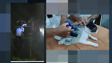O mâță albă burdușită cu droguri a fost prinsă în flagrant pe gardul unei pușcării din Costa Rica. Ce riscă traficanta 