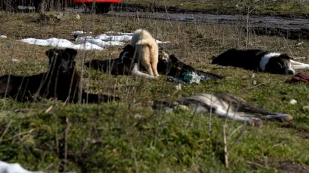 Bărbat de 88 de ani, mușcat de câini maidanezi pe o stradă din Reșița. Bătrânul a ajuns, cu răni grave, la Spitalul Județean din Timișoara