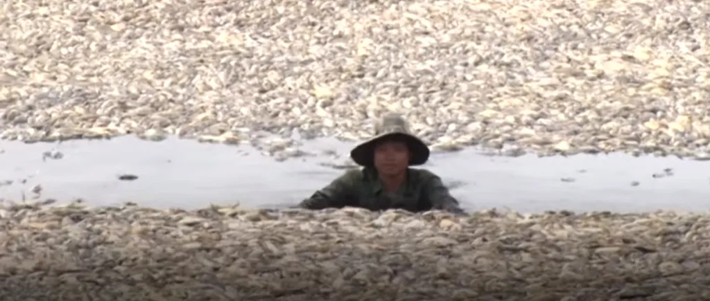 VIDEO | Sute de mii de pești mor în Vietnam. Ce cauzează acest dezastru fără precedent