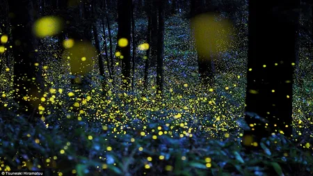 Licuricii sunt pe cale de dispariție/ Licuricii luminează în timpul ritualului de împerechere, iar lumina artificială îi împiedică să facă acest lucru