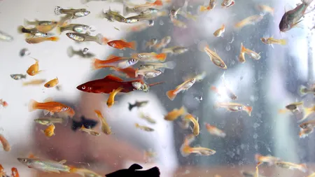 Amintiri din acvariul electoral