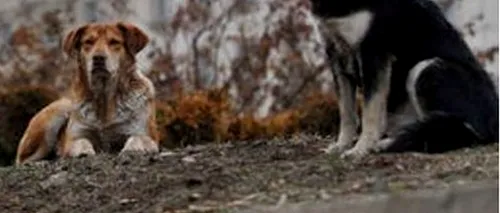 Bucureștiul, orașul maidanezilor. Peste 8000 de oameni au fost mușcați de câini în acest an. Incapabilă să găsească soluții, municipalitatea acuză: La ONG-uri sunt niște infractori