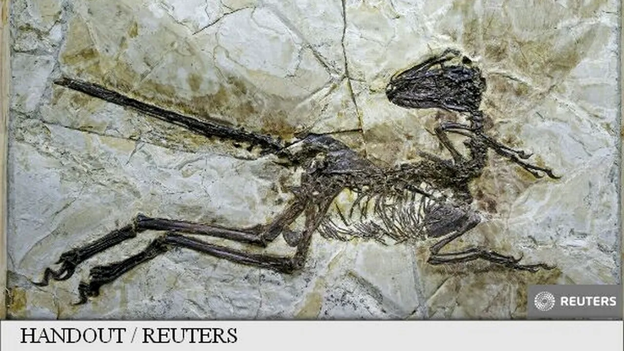 Descoperire uriașă în China: ''Este atât de bine conservată încât putem vedea penele de pe o mare parte a corpului''